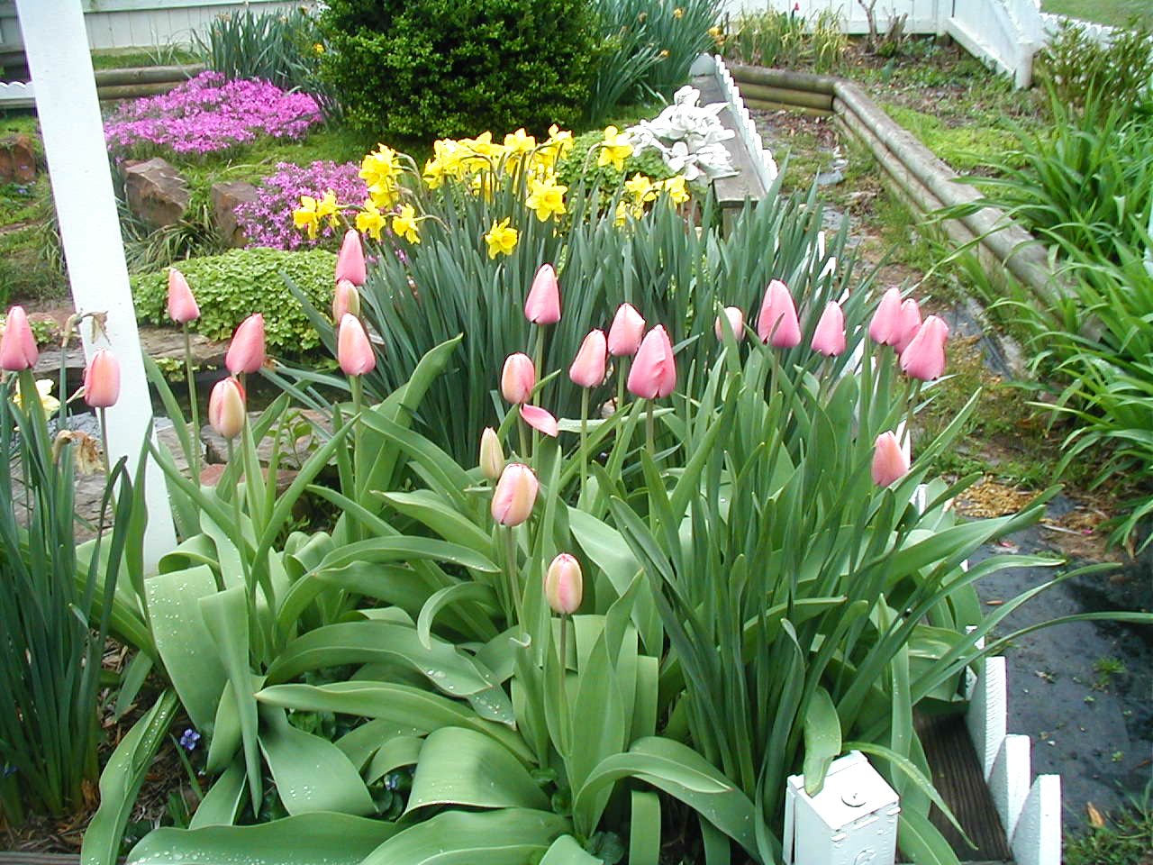 tulipsdaffodils3-28-03.jpg